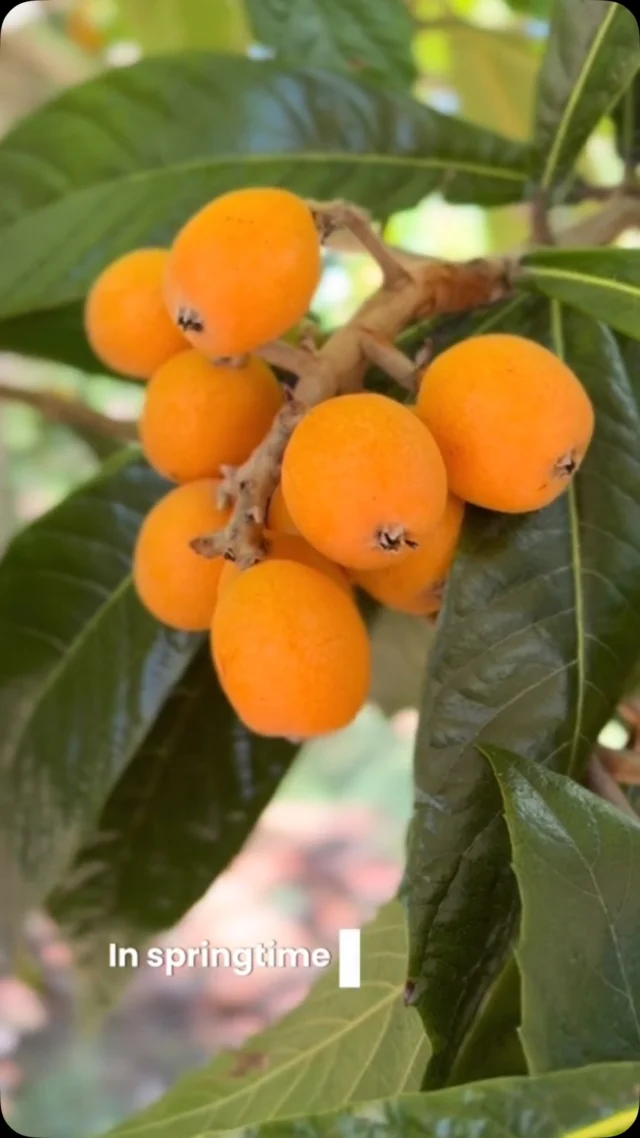 A mature loquat tree in Santa Barbara is usually a sign of an older home. When asked what it tastes like, friends have said, “like childhood.”
Anna Bower, assistant curator of Lotusland, offers the lowdown on loquats in Santa Barbara in our latest issue. We also offer our favorite way to eat a fresh loquat. 
The article is in the link in our bio! 

#loquat #loquats #nespiro #nespiros